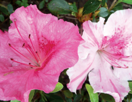 Azalea Conversation Piece.